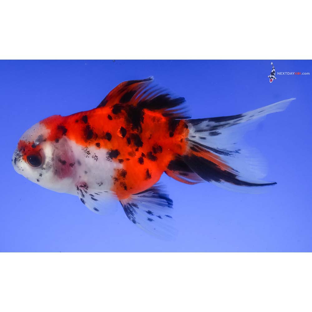 4.5” Imported Calico Oranda