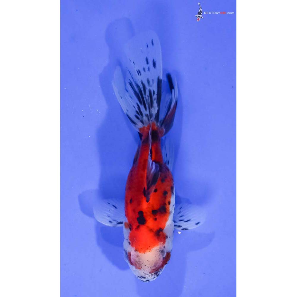 4.5” Imported Calico Oranda