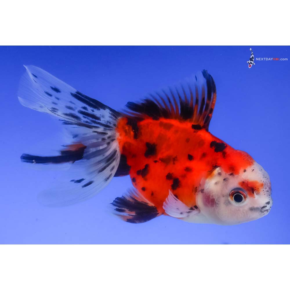4.5” Imported Calico Oranda