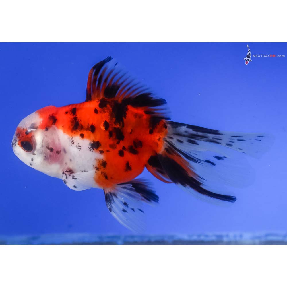 4.5” Imported Calico Oranda