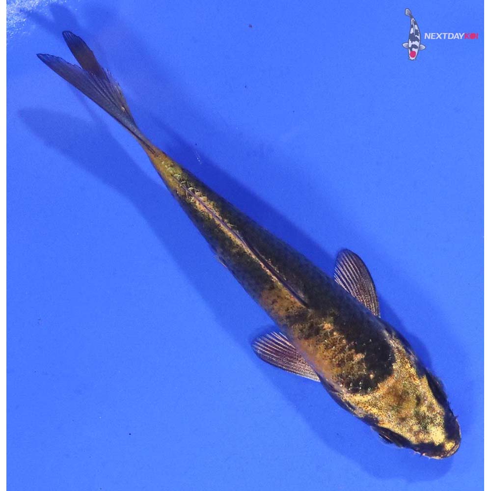 3” Imported Kin Ki Utsuri