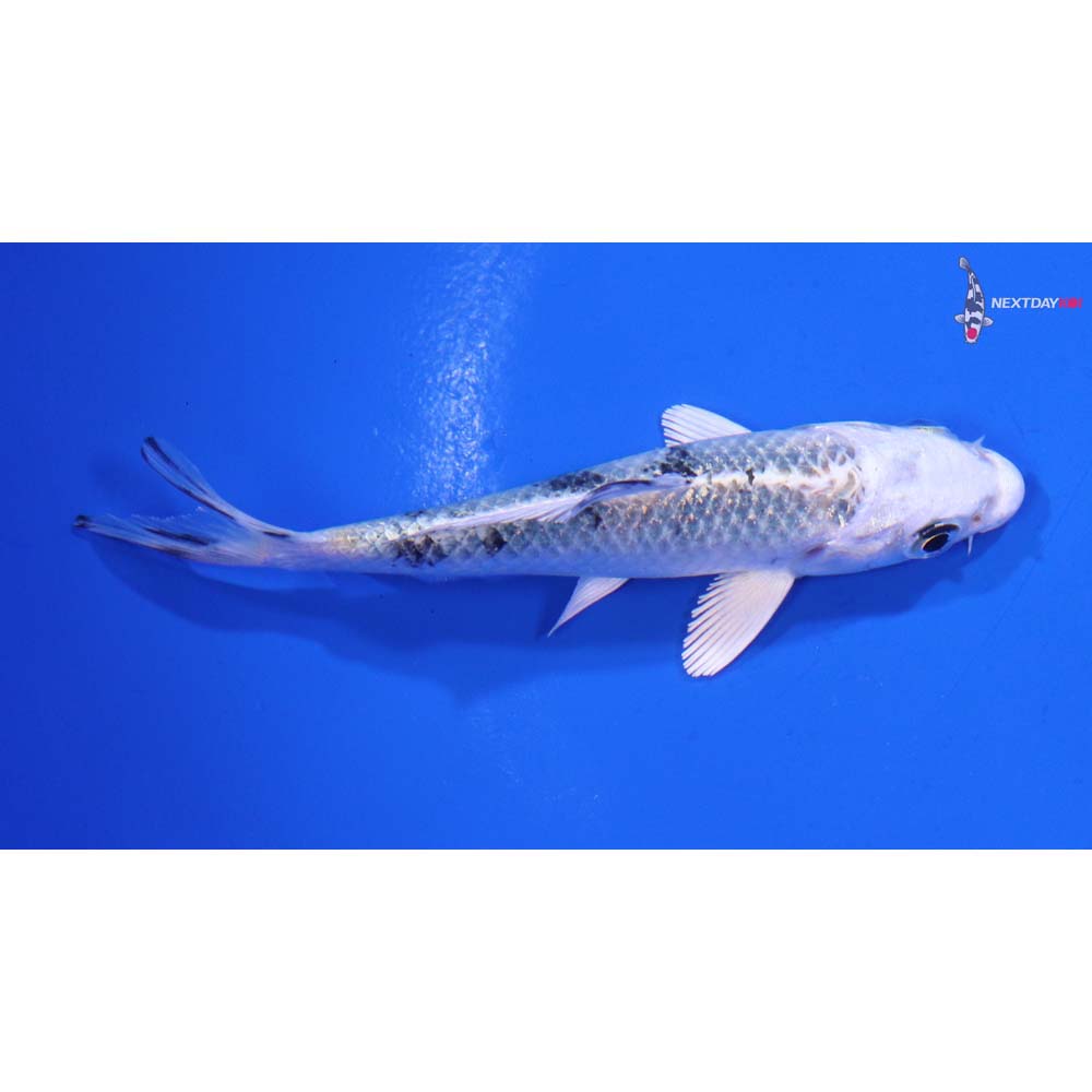 3.5” Imported Gin Shiro Bekko