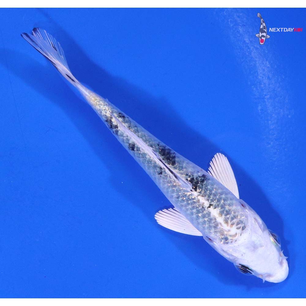 3.5” Imported Gin Shiro Bekko