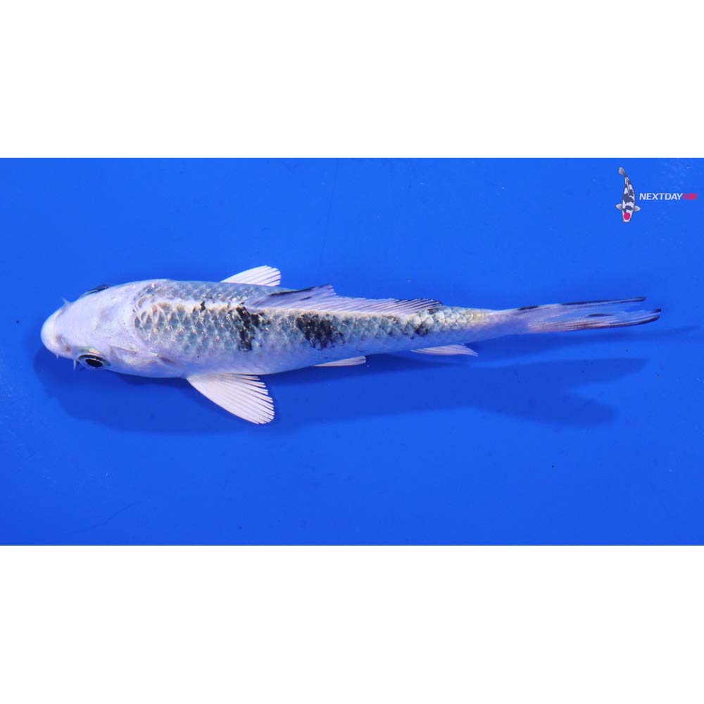 3.5” Imported Gin Shiro Bekko