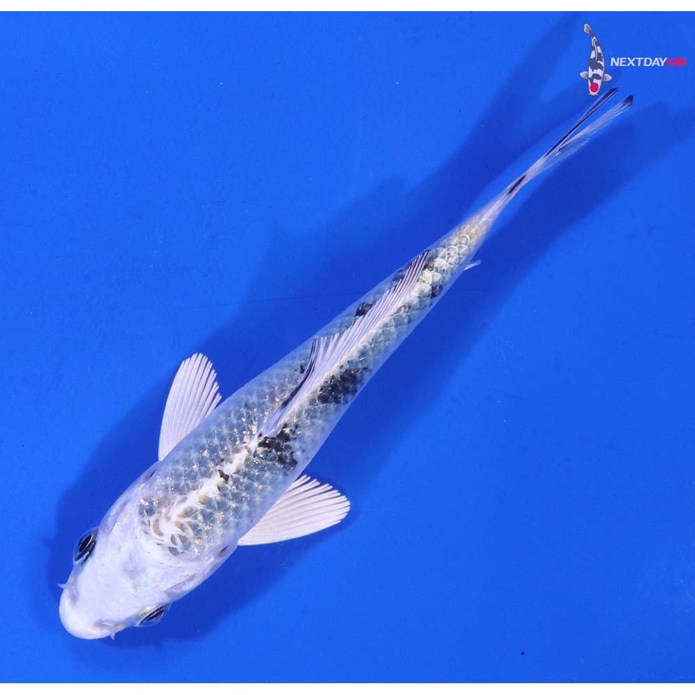 3.5” Imported Gin Shiro Bekko