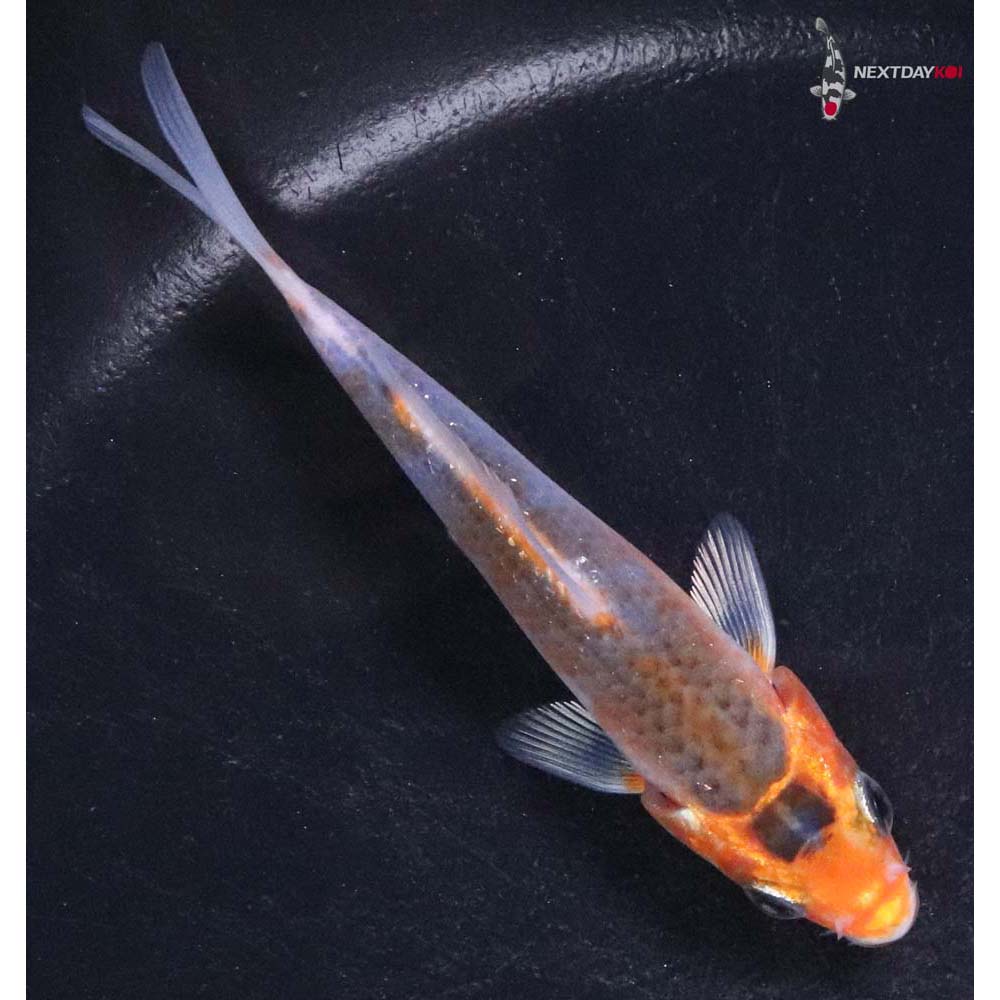 3.5” Imported Asagi