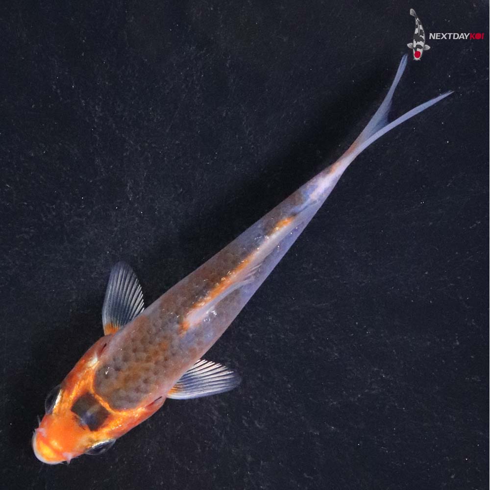 3.5” Imported Asagi