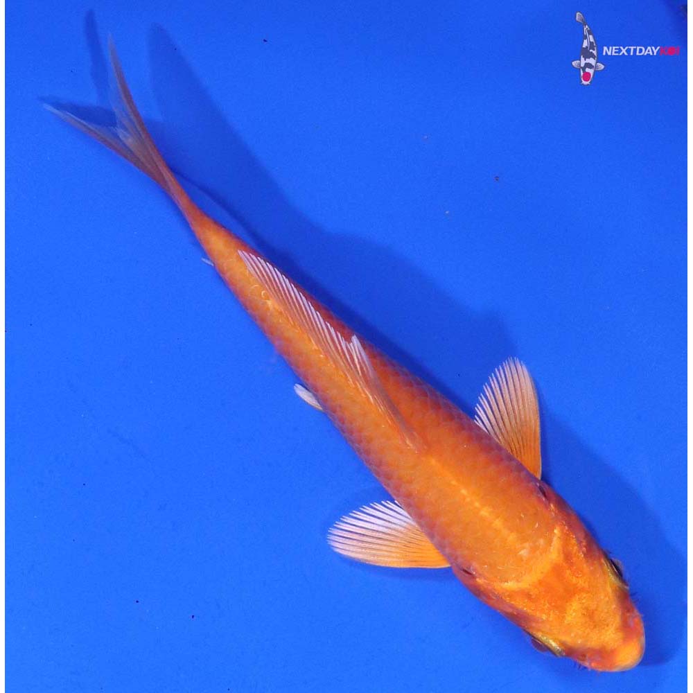 4” Imported Orenji Ogon