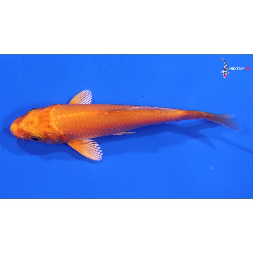 4” Imported Orenji Ogon
