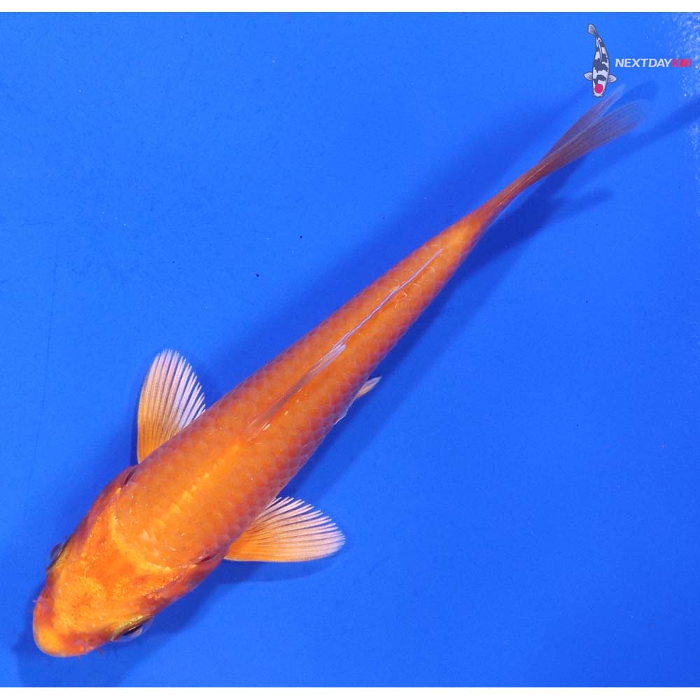 4” Imported Orenji Ogon