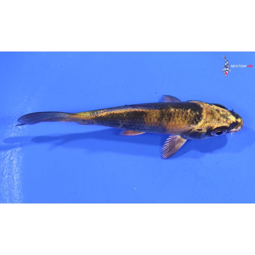 3” Imported Kin Ki Utsuri