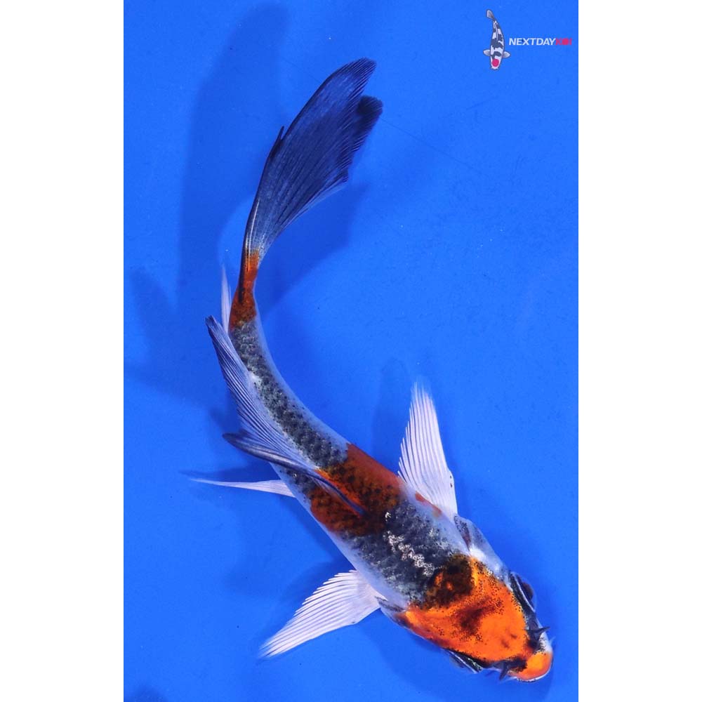 3.5” Imported Kujaku Butterfly Koi