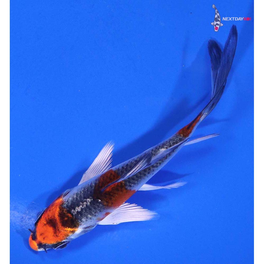 3.5” Imported Kujaku Butterfly Koi