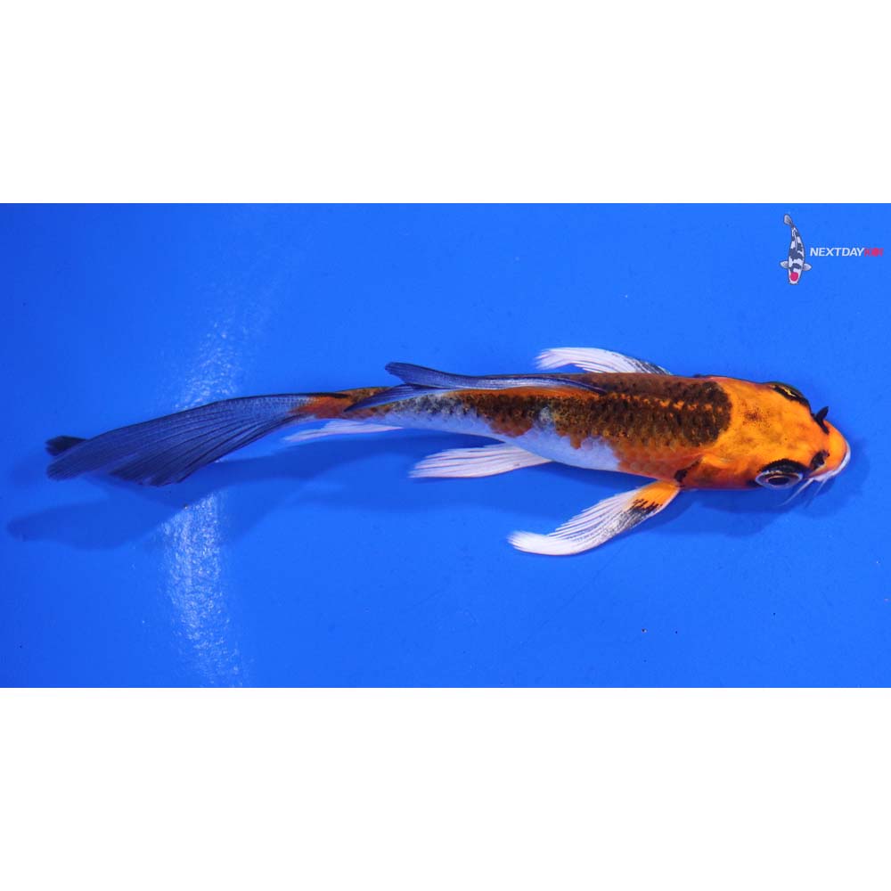 4” Imported Kujaku Butterfly Koi