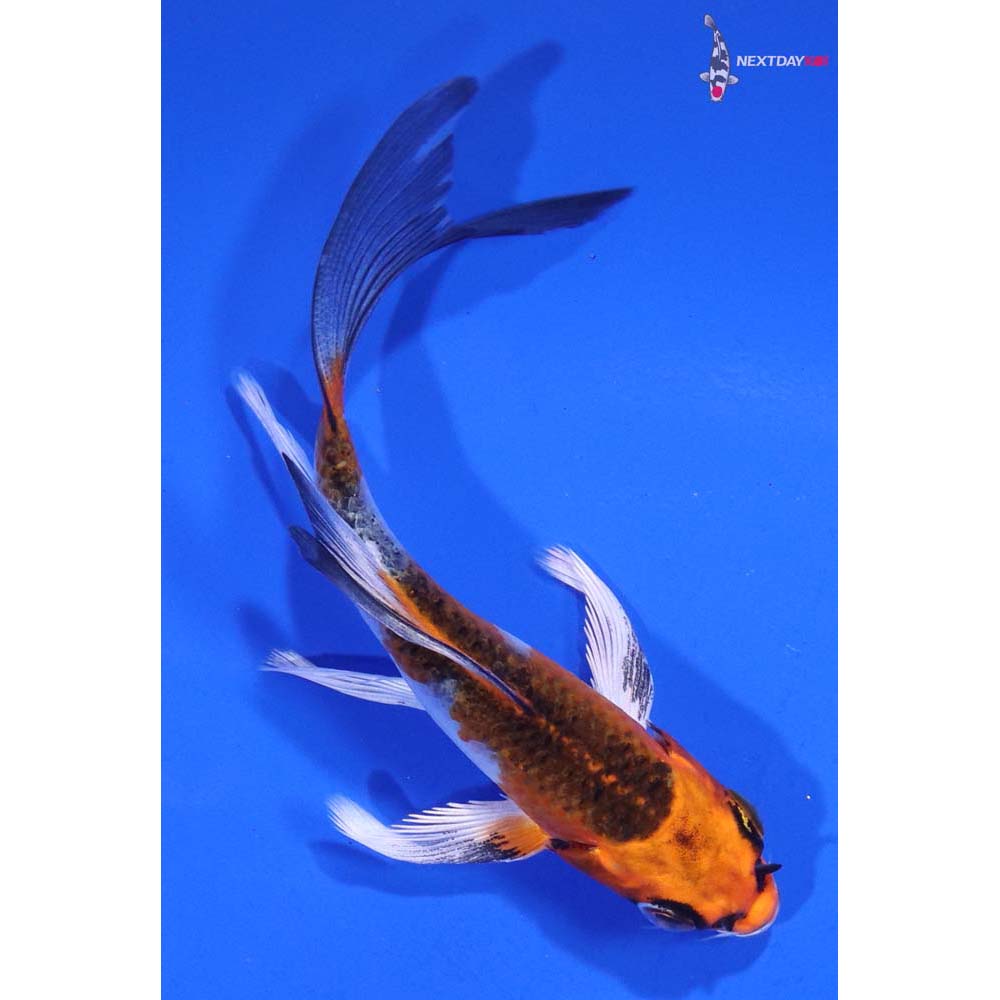 4” Imported Kujaku Butterfly Koi