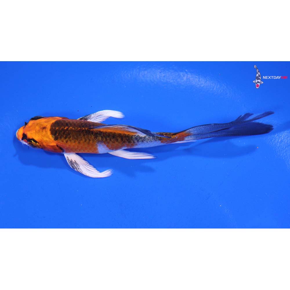 4” Imported Kujaku Butterfly Koi