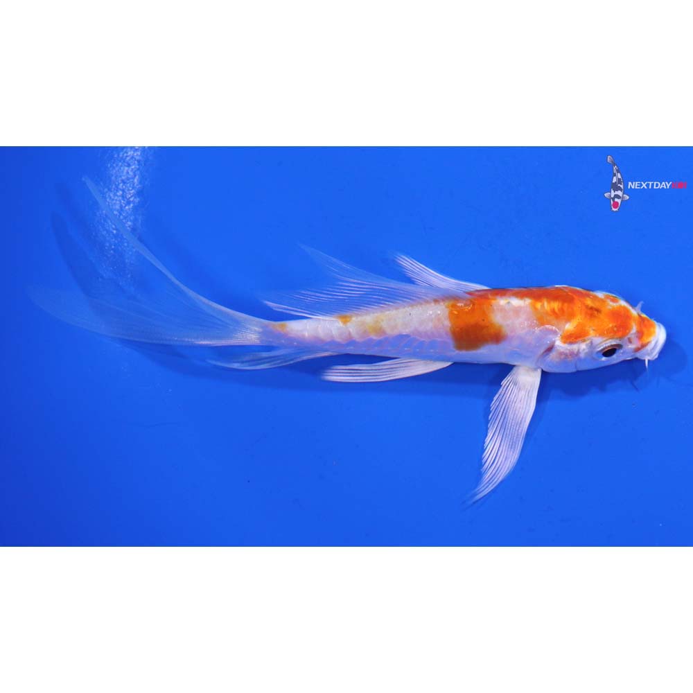 4.5” Imported Kikusui Butterfly Koi