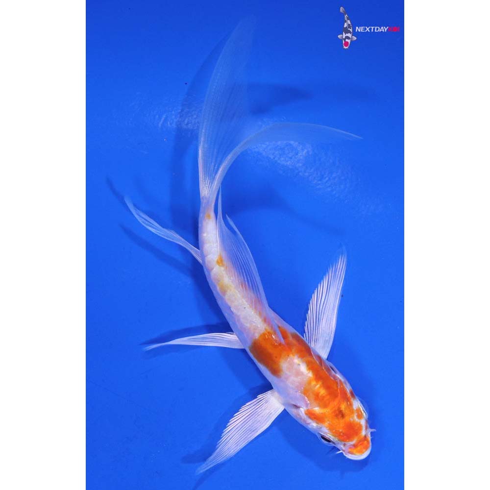 4.5” Imported Kikusui Butterfly Koi
