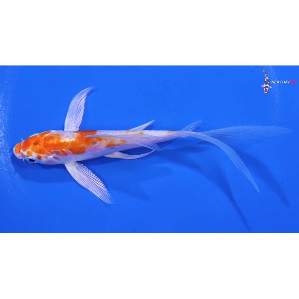 4.5” Imported Kikusui Butterfly Koi