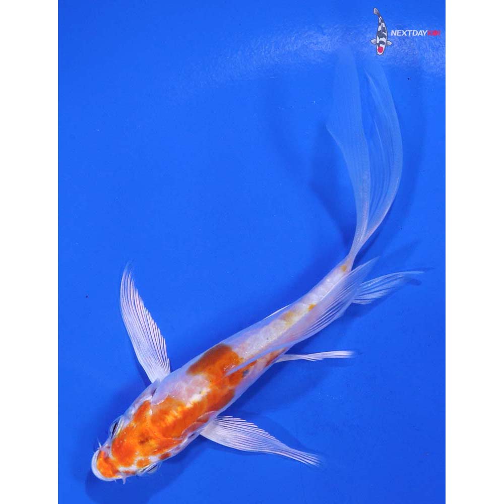 4.5” Imported Kikusui Butterfly Koi