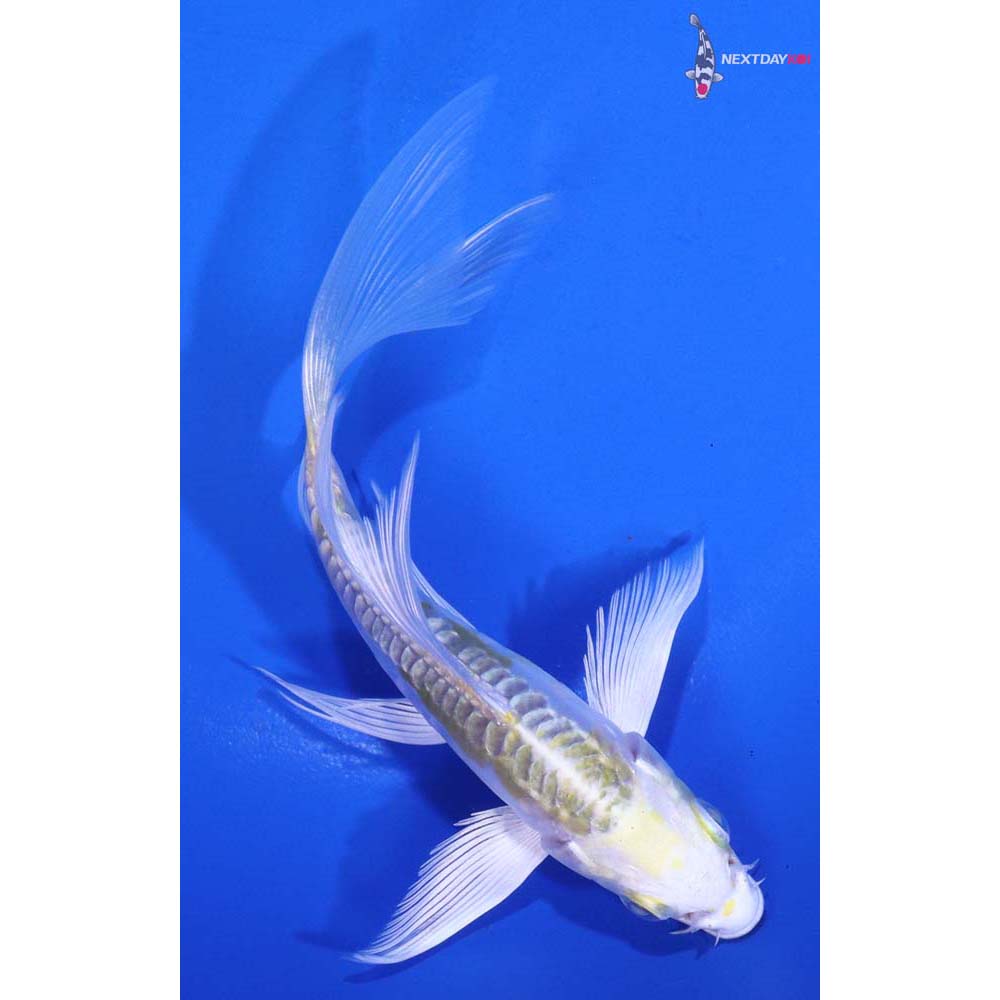5” Imported Doitsu Lemon Hariwake Butterfly Koi