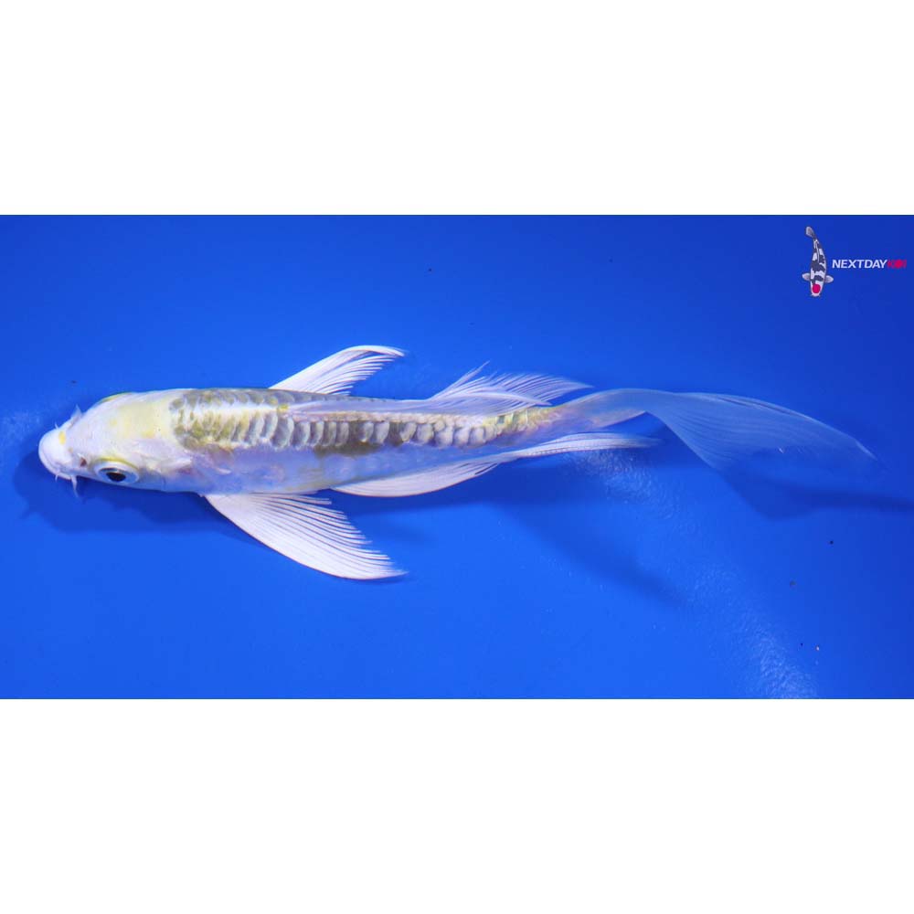 5” Imported Doitsu Lemon Hariwake Butterfly Koi