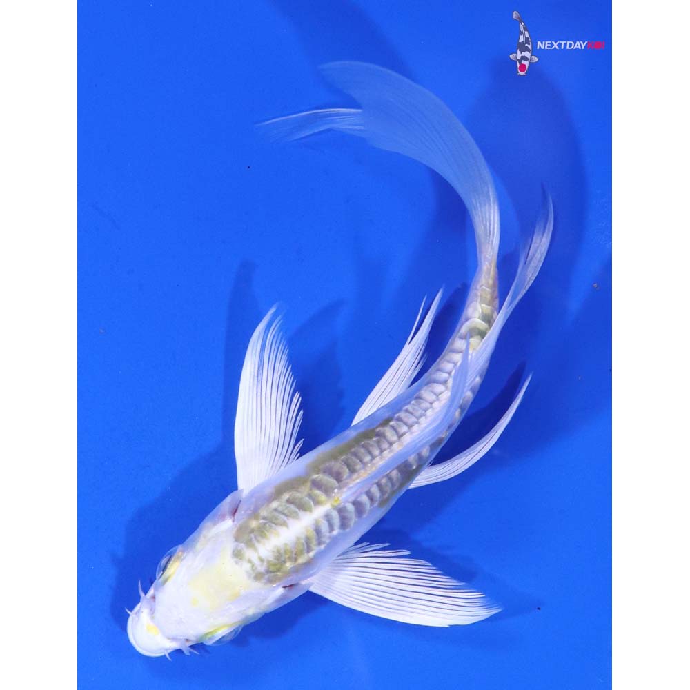 5” Imported Doitsu Lemon Hariwake Butterfly Koi