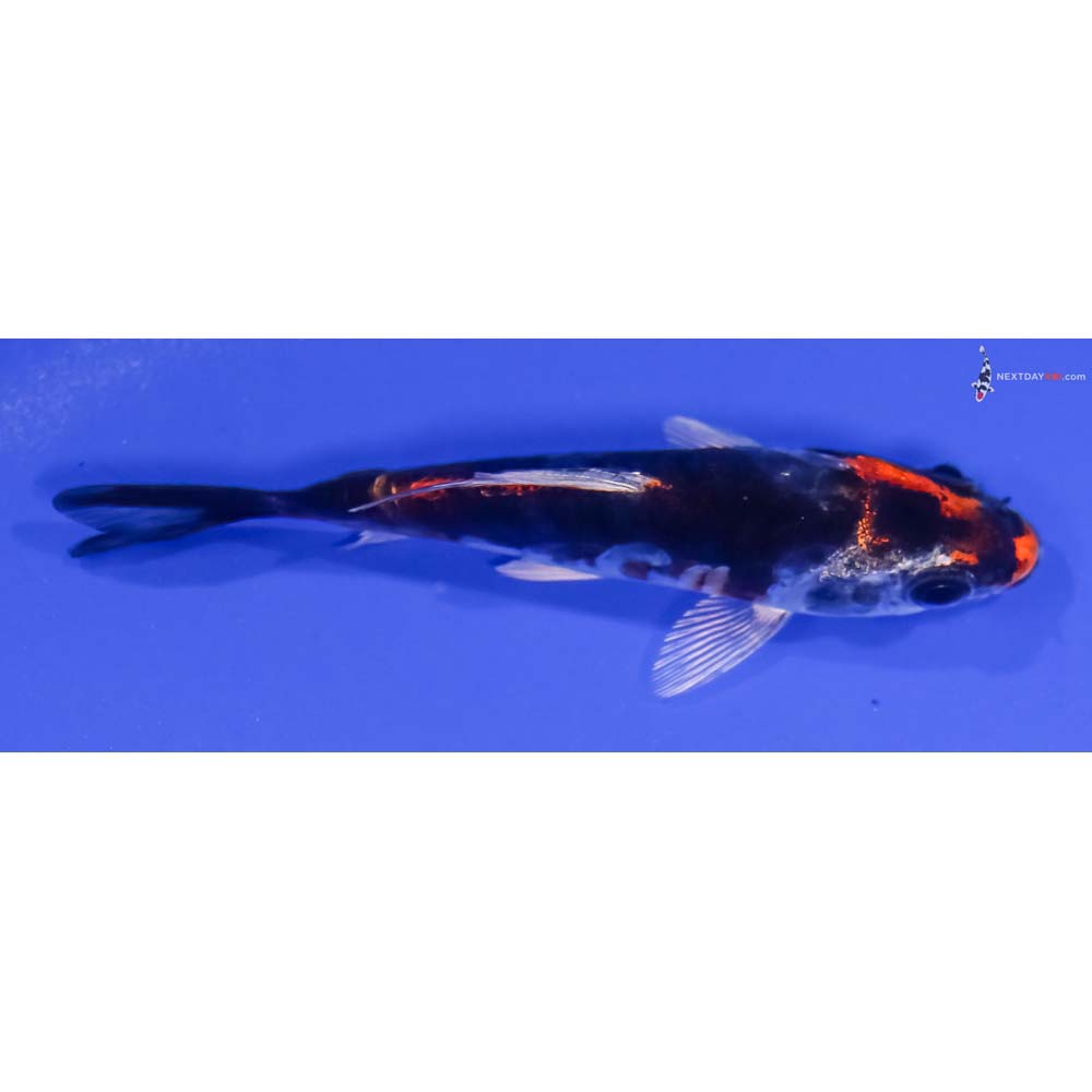 3.5” Imported Kin Kikokuryu