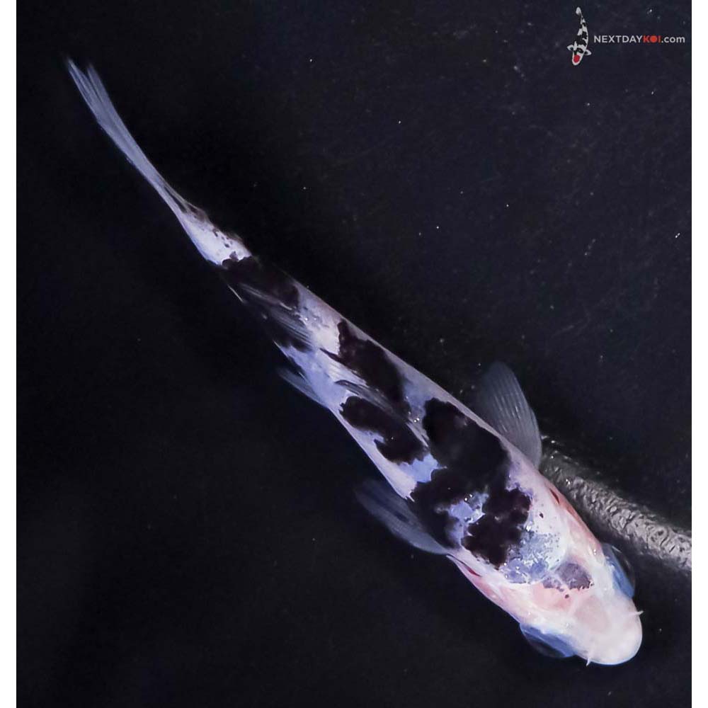 3.5” Imported Shiro Bekko