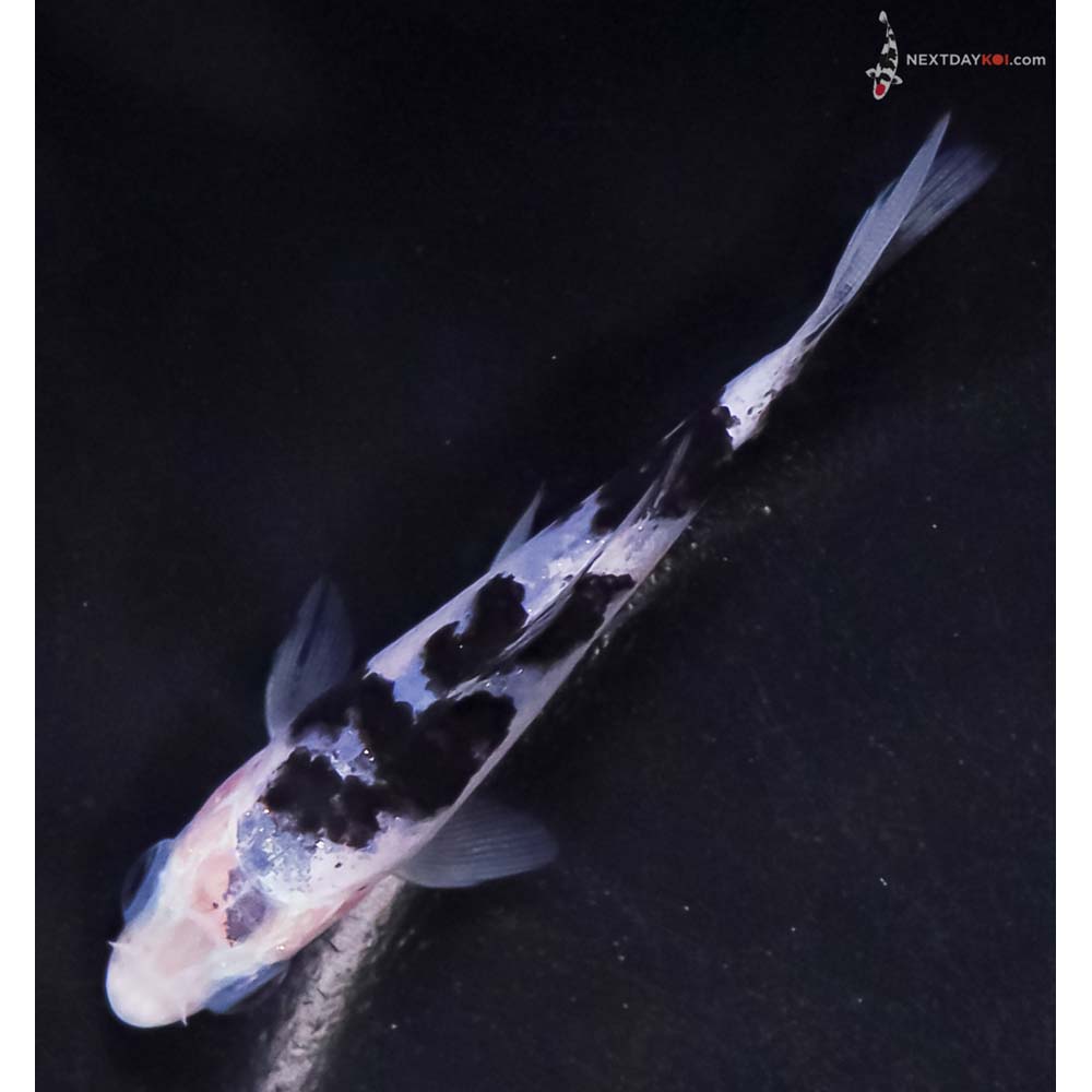 3.5” Imported Shiro Bekko