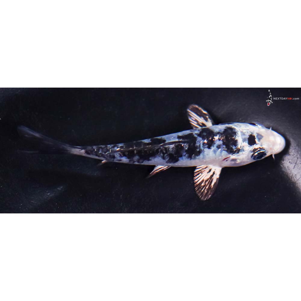 4” Imported Doitsu Blue Gin Shiro Bekko