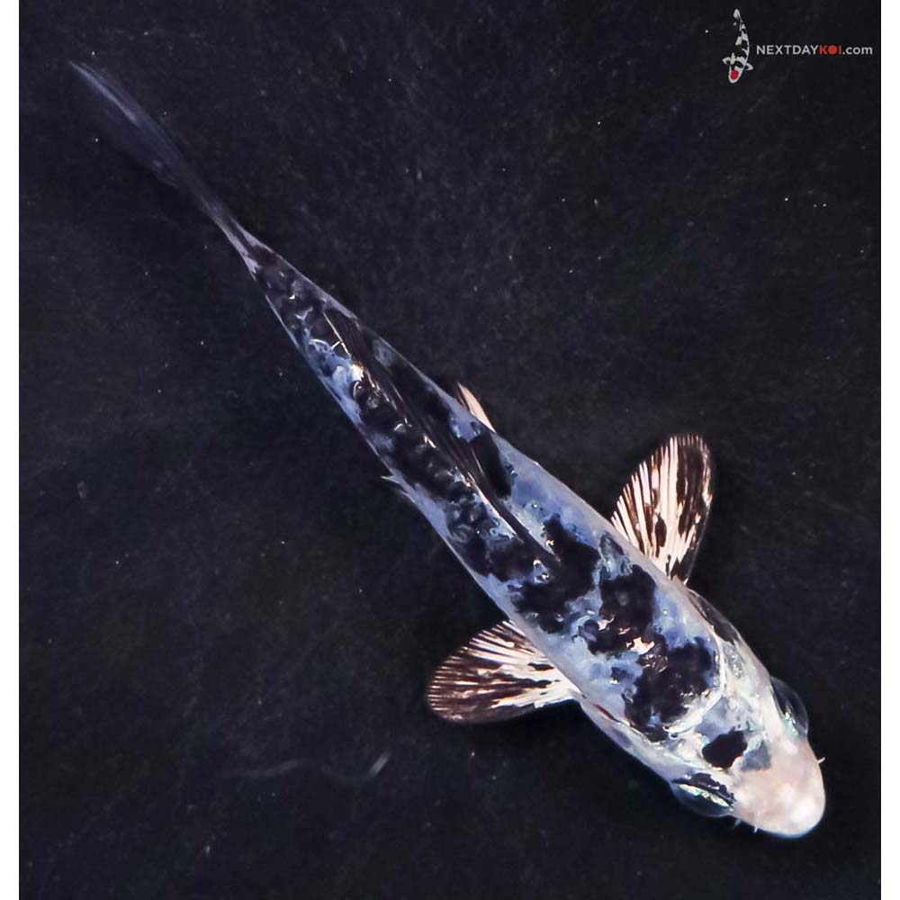 4” Imported Doitsu Blue Gin Shiro Bekko