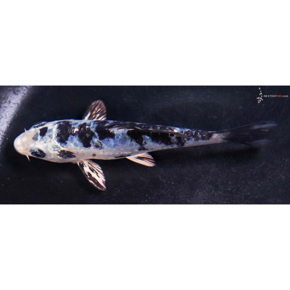 4” Imported Doitsu Blue Gin Shiro Bekko