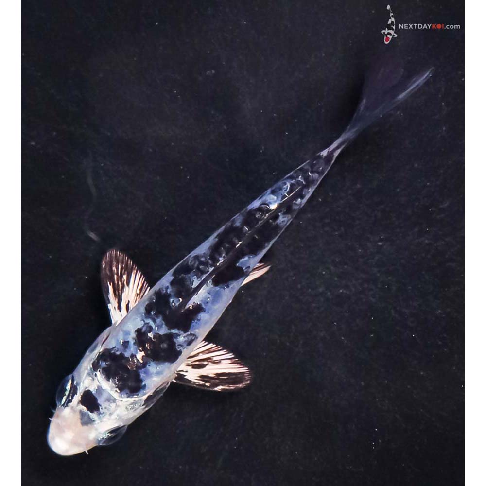 4” Imported Doitsu Blue Gin Shiro Bekko