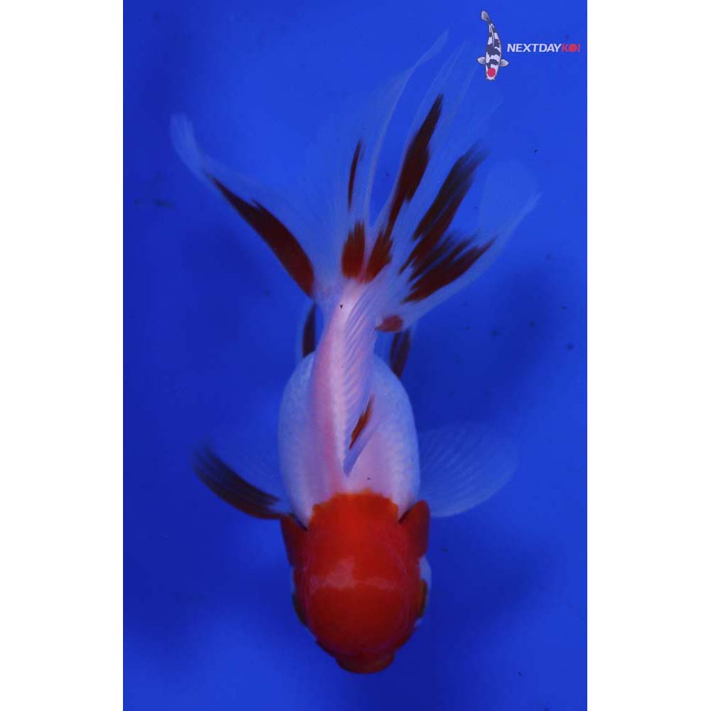 4” Imported Red and White Oranda