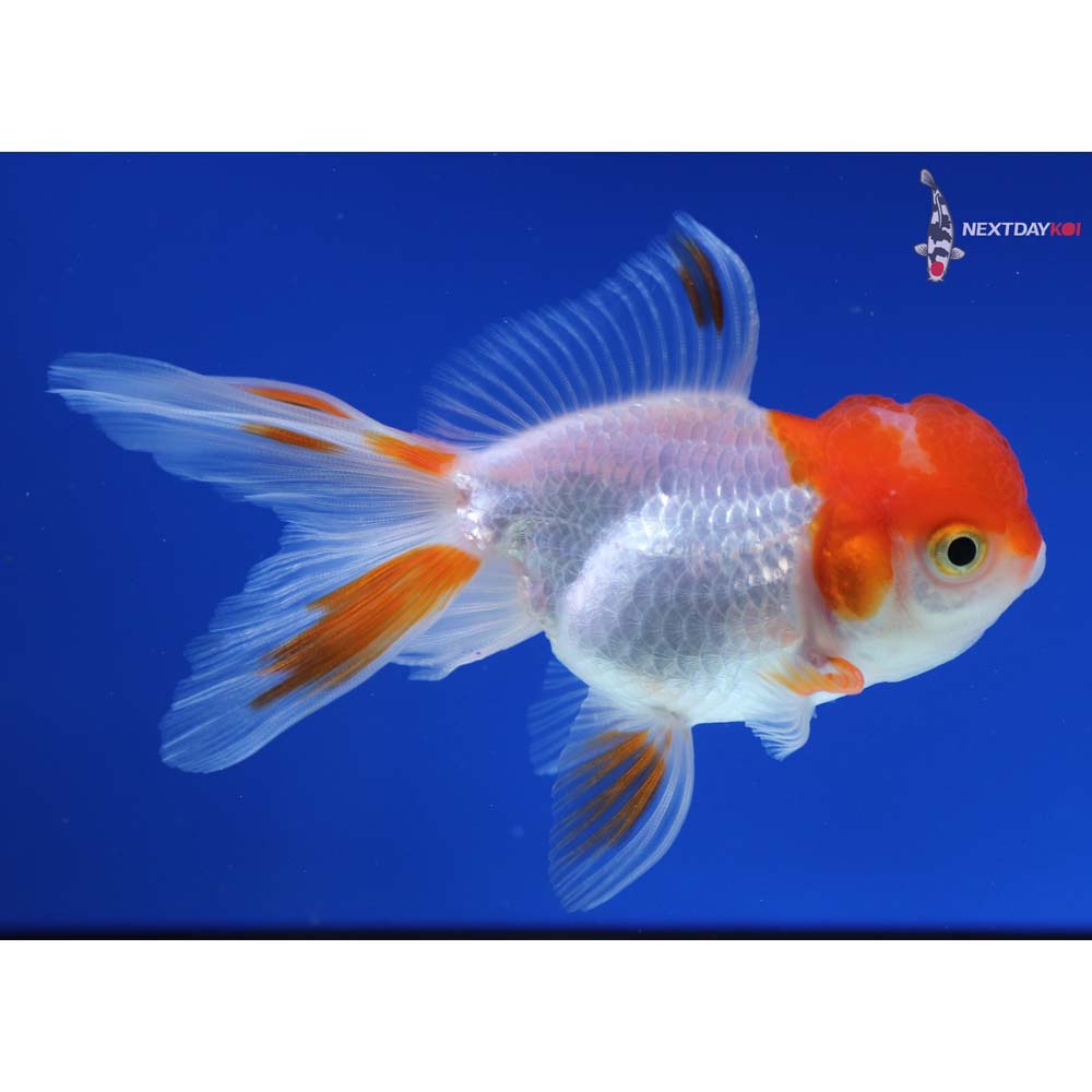 4” Imported Red and White Oranda