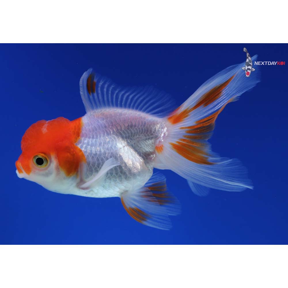 4” Imported Red and White Oranda