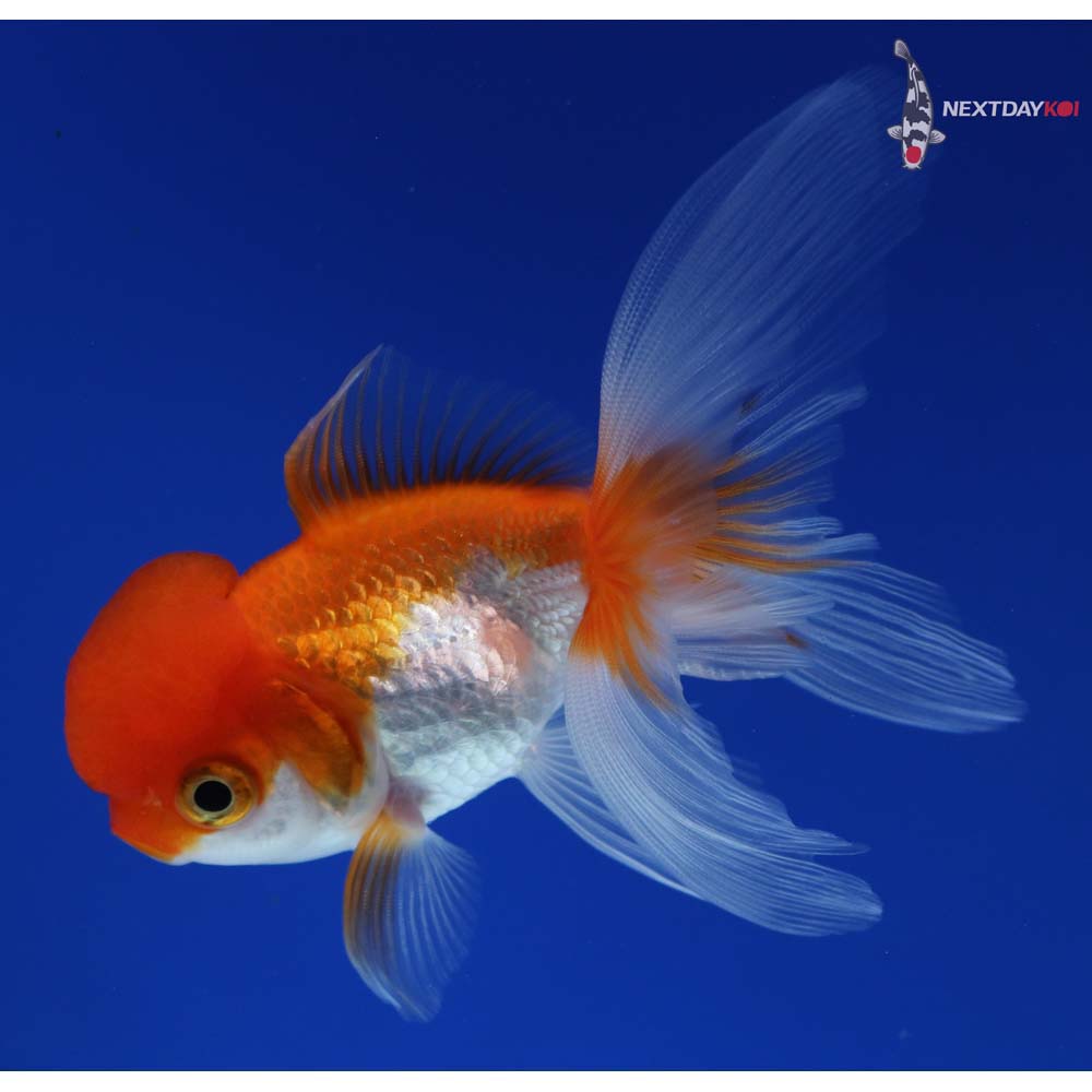 4” Imported Red and White Oranda
