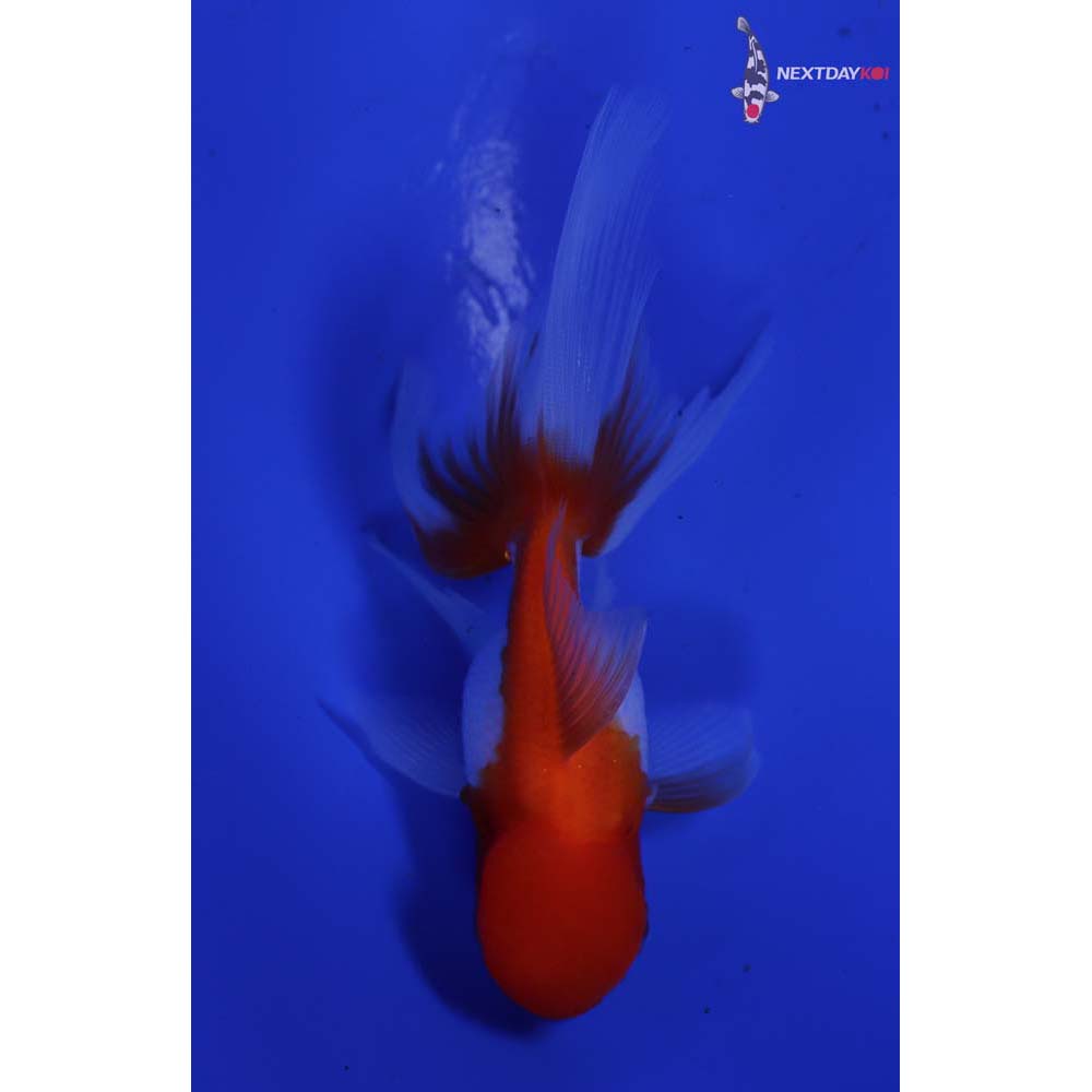 4” Imported Red and White Oranda