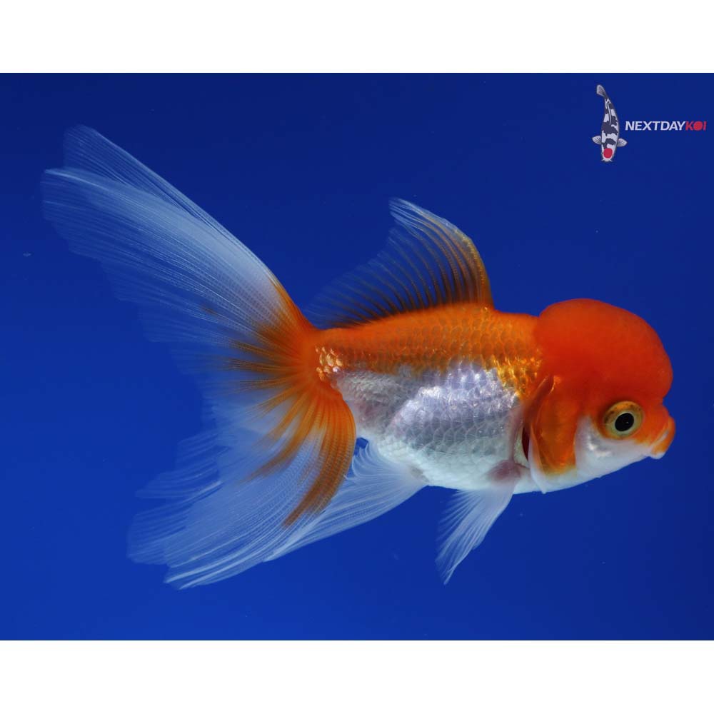 4” Imported Red and White Oranda