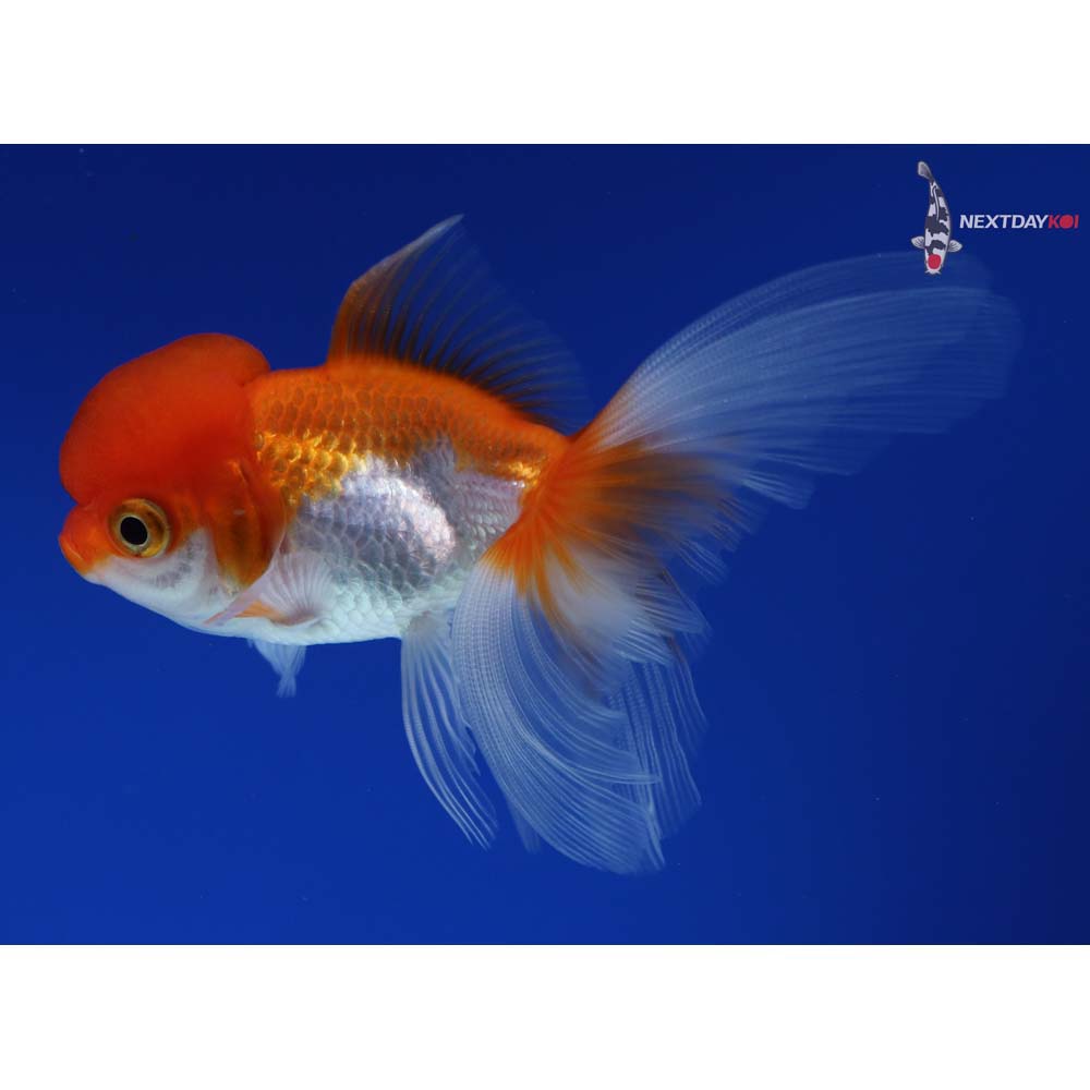 4” Imported Red and White Oranda