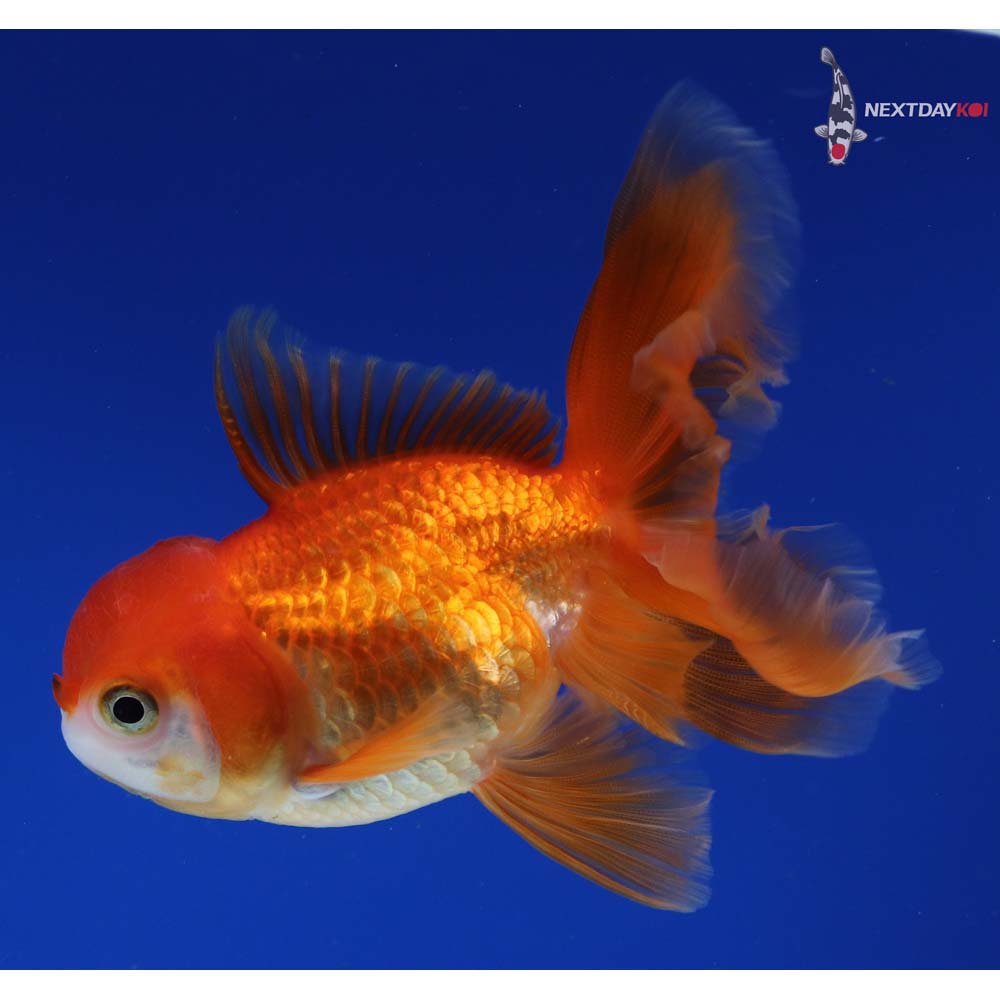 4” Imported Red and White Oranda