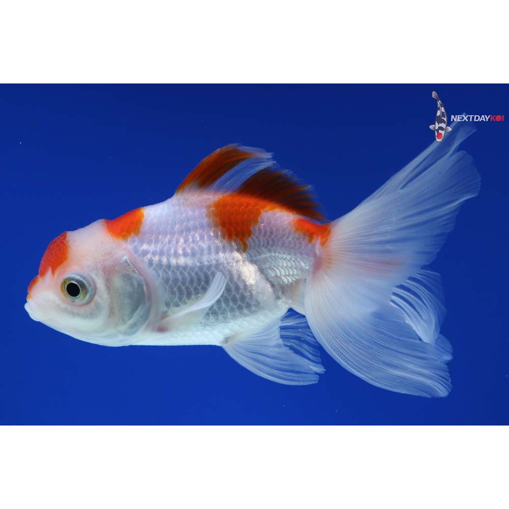 4” Imported Red and White Oranda