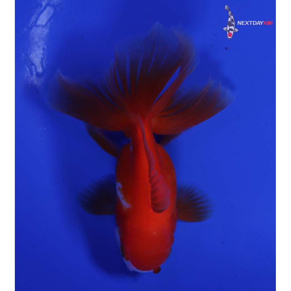 4” Imported Red and White Oranda