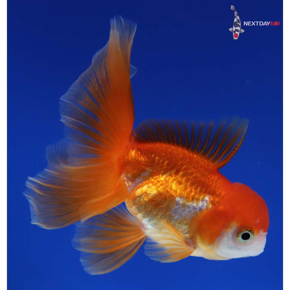 4” Imported Red and White Oranda
