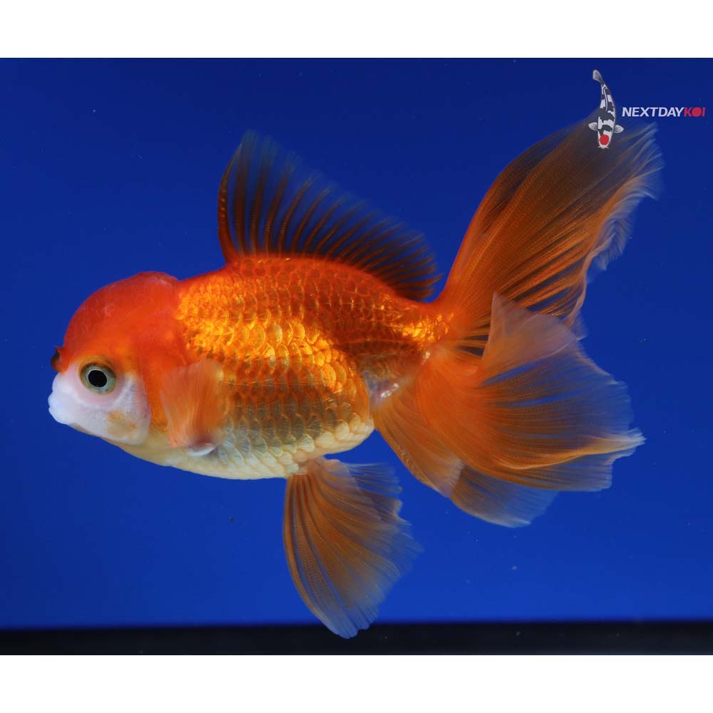 4” Imported Red and White Oranda