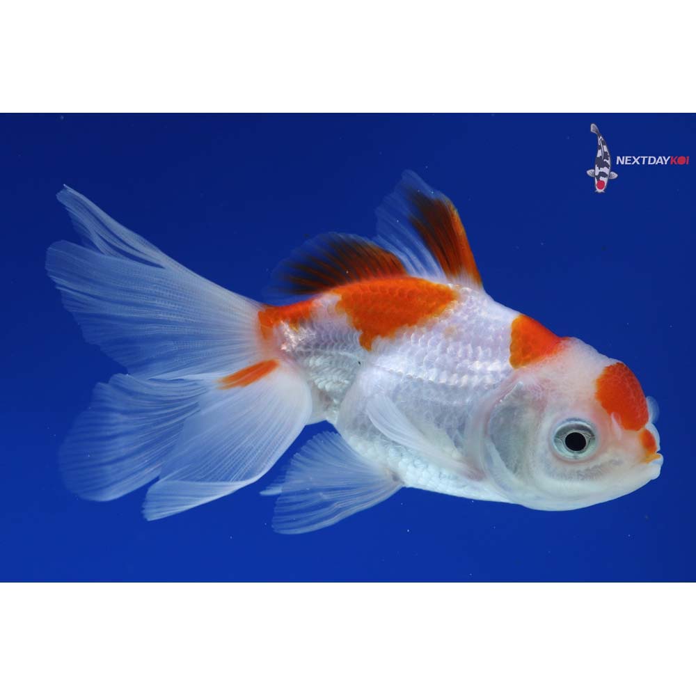 4” Imported Red and White Oranda