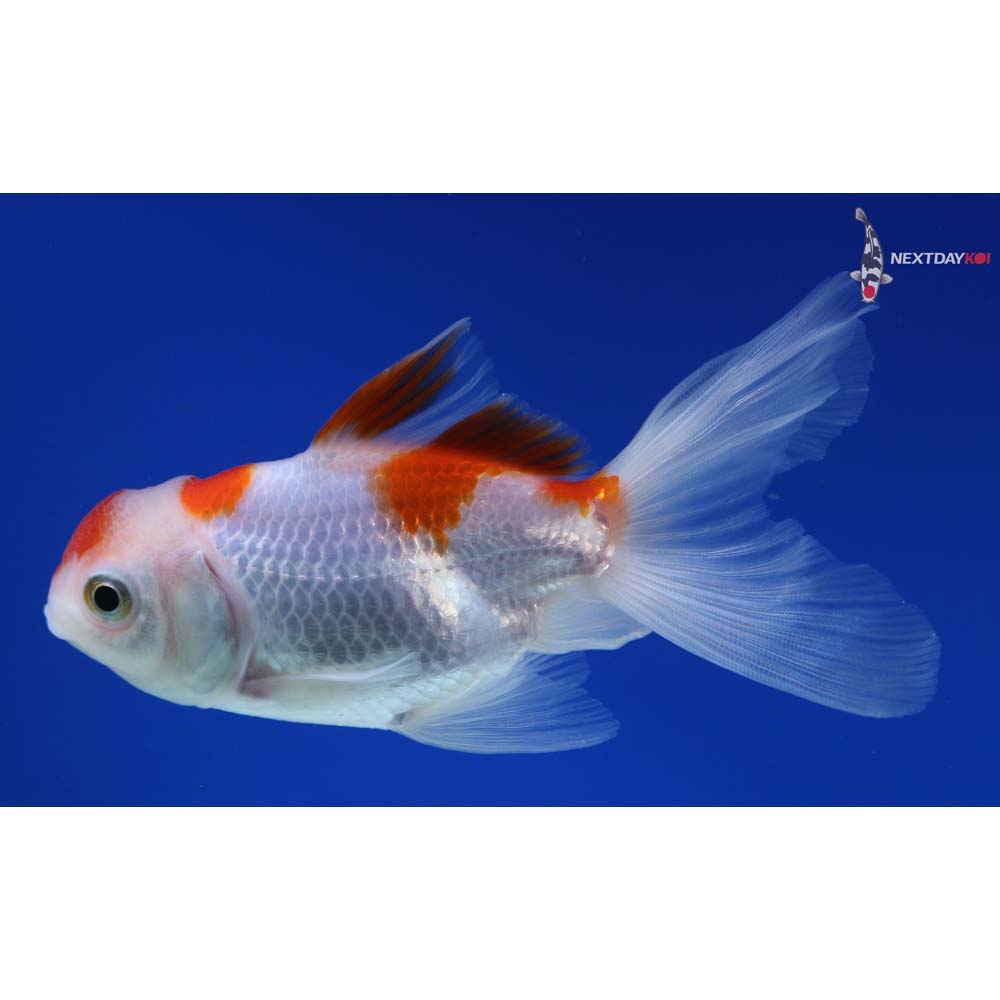 4” Imported Red and White Oranda
