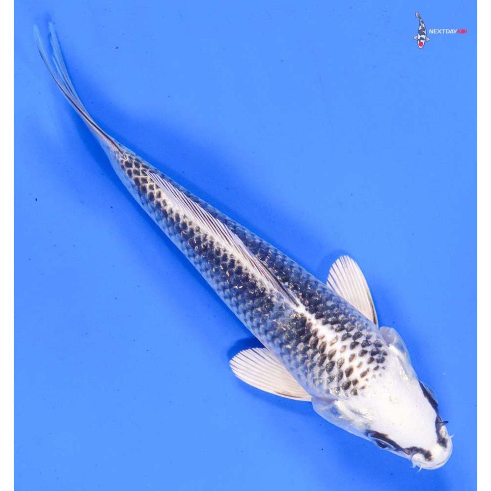 6” Imported Gin Matsuba