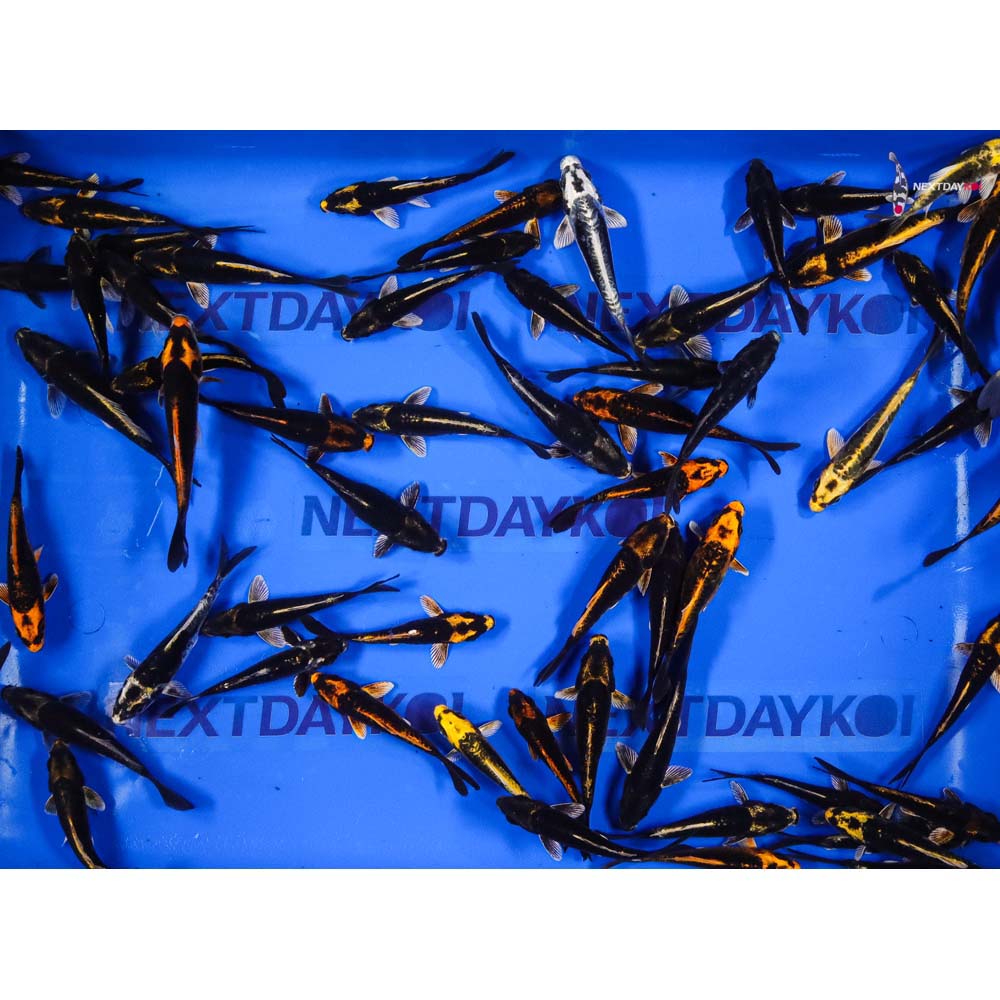 4-5" Imported Kabuto Koi Mix - Image 2